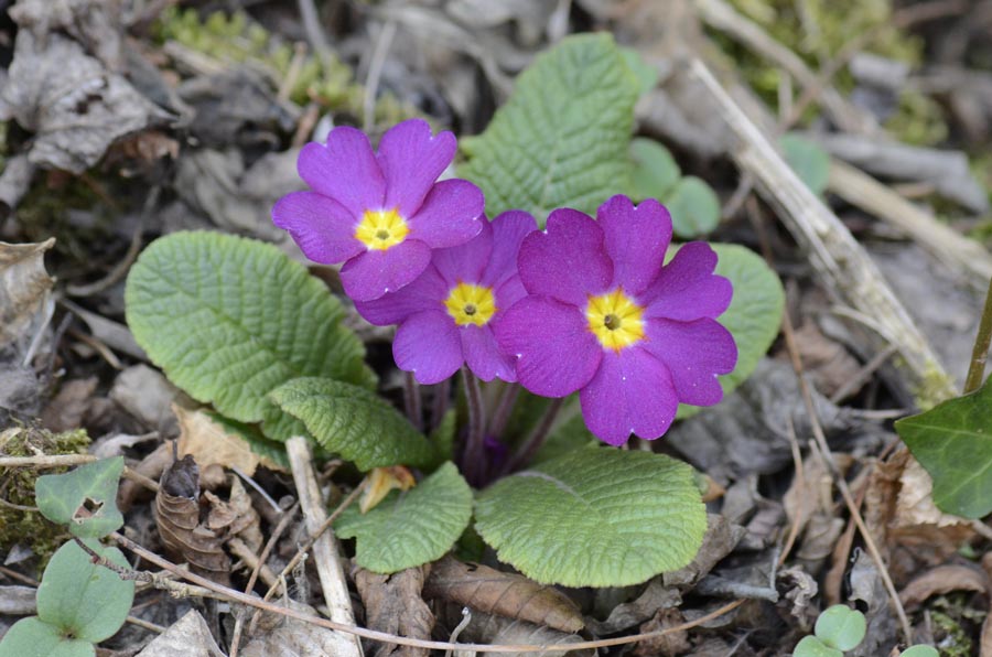 Nel bosco, primula colorata